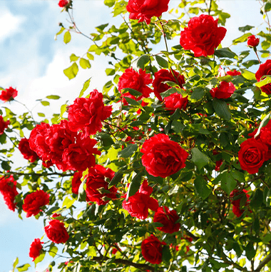 rose hill roses 